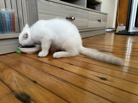 British ve scottish shorthair erkek beyaz yavrular