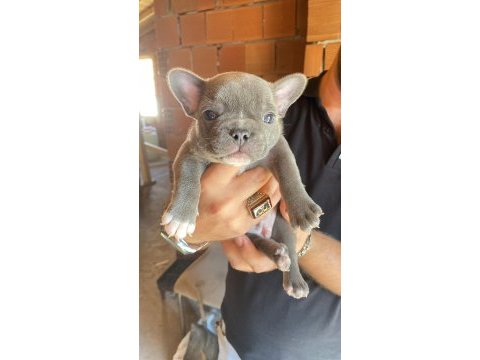 Blue french bulldog erkek teslime hazır