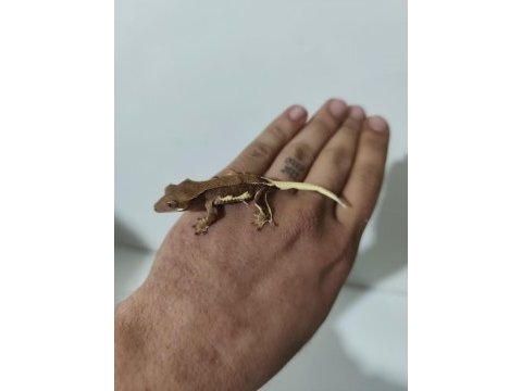 Evil crested ve leopard geckolar