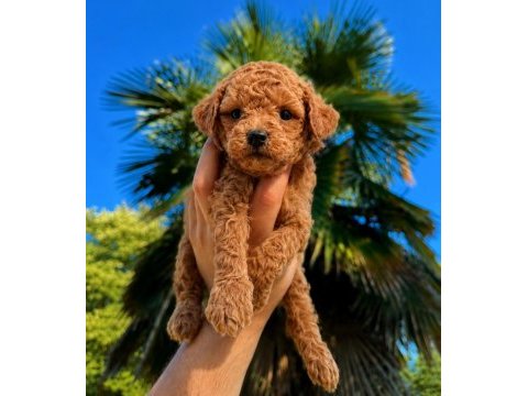 Premium redbrown toy poodle yavruları