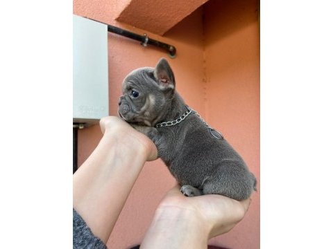French bulldog tosuncuklar yeni ailelerini bekliyor