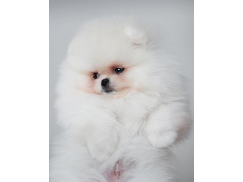 Ayı surat pomeranian yavruları