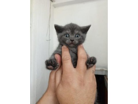 British blue point 1,5 aylık gri beyaz lila yavru