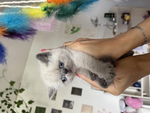 Safkan exotic shorthair yavrular