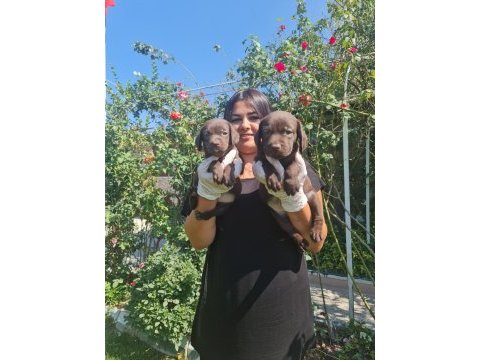 Mükemmel çikolata labrador yavrularım