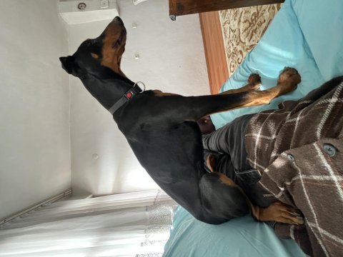 Doberman yavrusu isteyenler