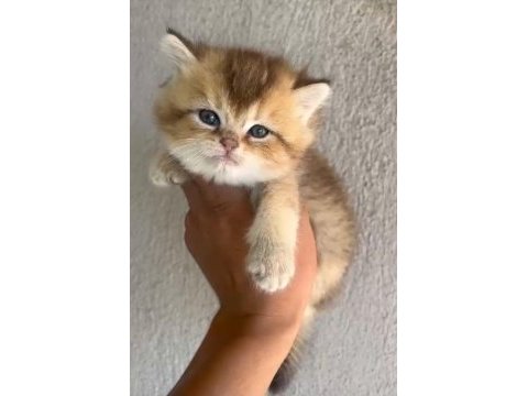 British shorthair yavrular ırk sağlık garantili