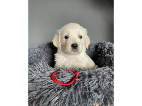 Baby face golden retriever puppies erkek dişi
