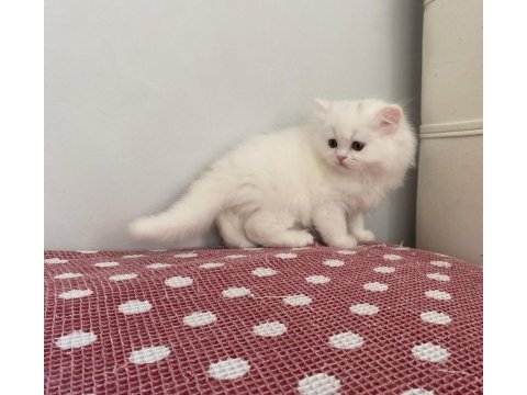 Beyaz chınchılla yavruları