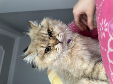 11 aylık british longhair oğluma eş arıyoruz