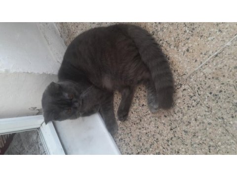Erkek british longhair kedimizi çiftleştirmek