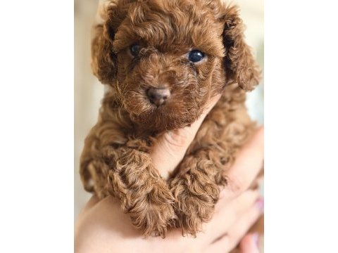 Safkan minicik anne baba kore toy poodle
