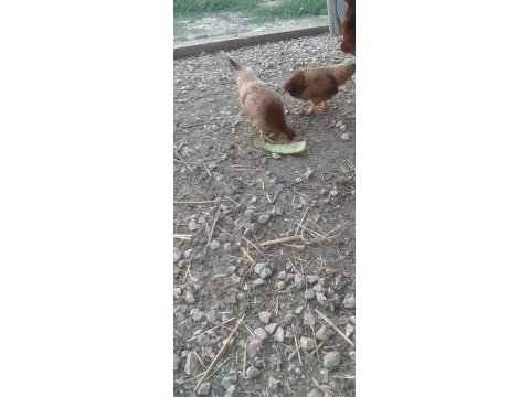 Acil satılık tavuk