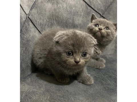 Blue ve blue point scottish fold yavrular