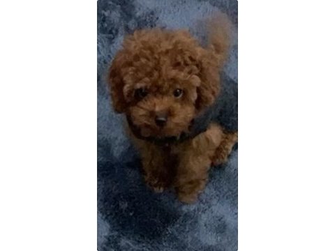 Toy poodle bebeklerimiz