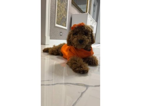 Poodle erkek köpeğimiz
