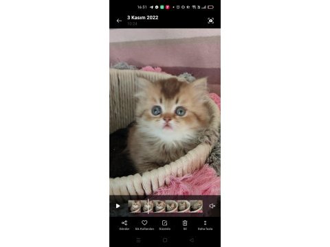 British shorthair ve british longhair erkek ve dişi