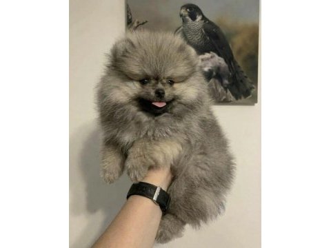 Pomeranian erkek