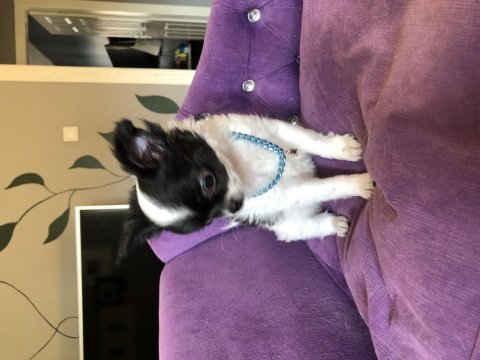 Pofuduk panda baby şivava