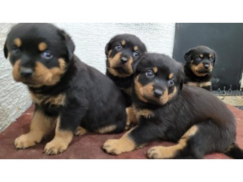 Rottweiler yavruları ırk garantilidir