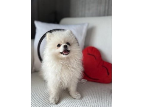Pomeranian köpek 4aylık