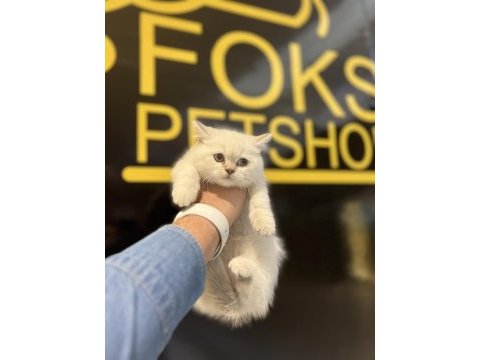 British shorthair iki aylık