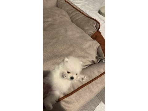 Üst kalite teddy bear pomeranian yavrular