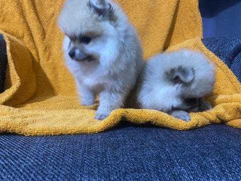 Pomeranian boo yavrularımız teslime hazır