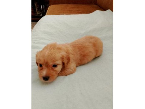 Terrier yavru 1 aylık sütten kesilmek üzere