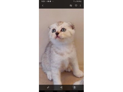 Yavru kedi sahiplendirme scottish fold