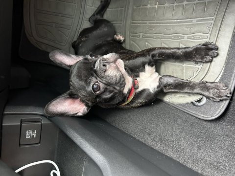 5 aylık dişi french bulldog