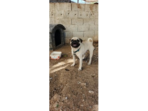 2 yaşında ilk çiftleşme oldu saf kan pug