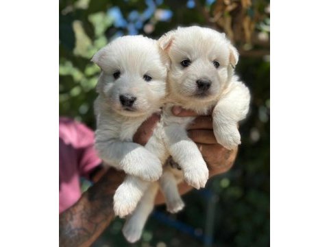 Yavrularımız ömür boyu ırk garantili samoyedler