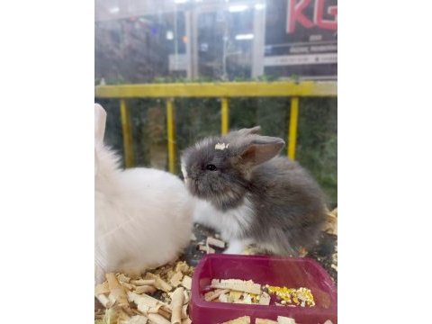 Lop tavşan