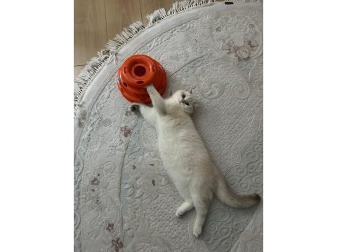 Full şecereli anne babadan british dişi