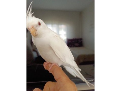 Full+full evcil albino kırmızı göz bebek sultan papağanı