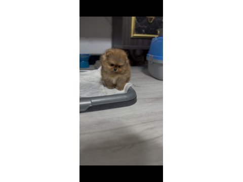 Sağlık ve ırk garantili pomeranian boo