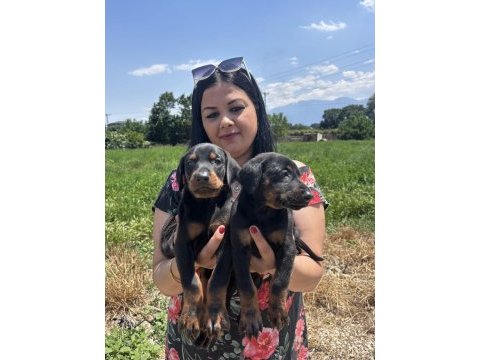 Üst kalite doberman yavrularım