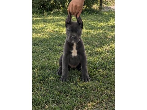 Harika anatomi cane corso yavrular