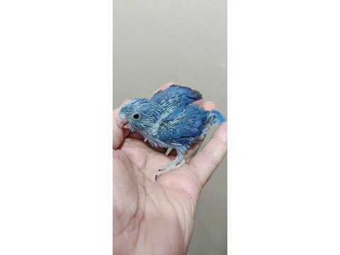 Erkek mavi boncuk forpus cep papağanı