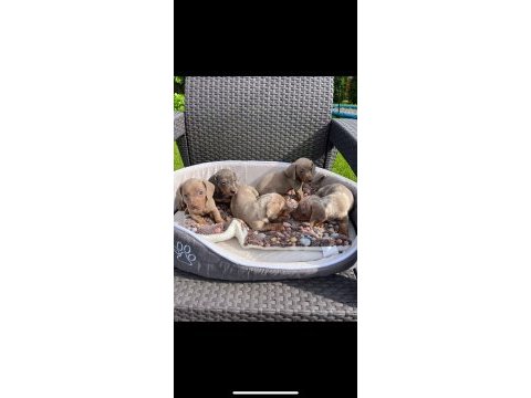 Dachshund köpeği yavrular