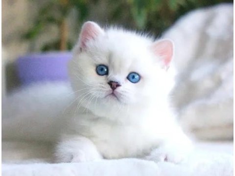 Pamuk gibi silver british shorthair