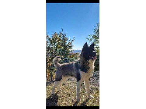 Safkan amerikan akita