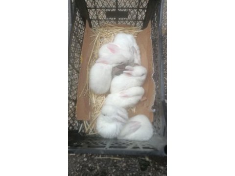 Yerli tavşan yavrularımız bursa tavşancisindan
