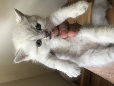 Blue point british shorthair yavrular yeni yuvalarını arıyor