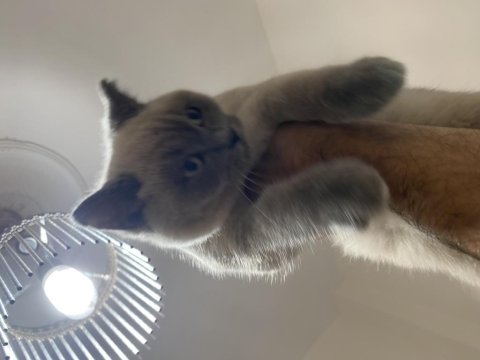 Bluepoint yavrumu sahiplendiriyorum british shorthair