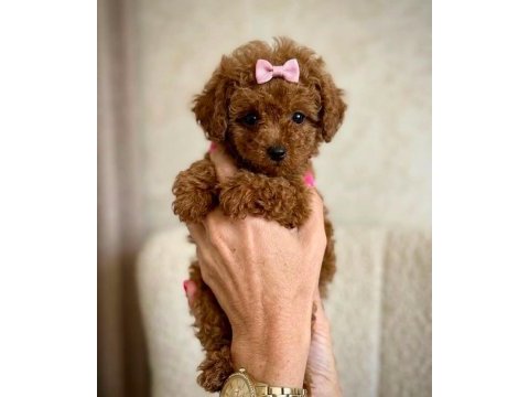 Aşılı toy poodle yavrularımız