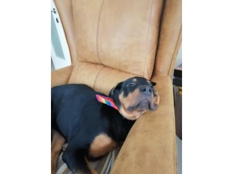 1.5 yaşında dişi rottweiler yuva arıyoruz
