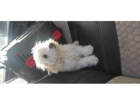Şehir değişikliği nedeniyle sahiplendirilecek köpeğimiz