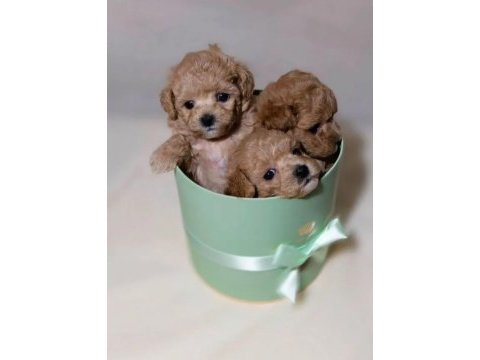 Tüy dökmeyen yavru maltipoo köpekler